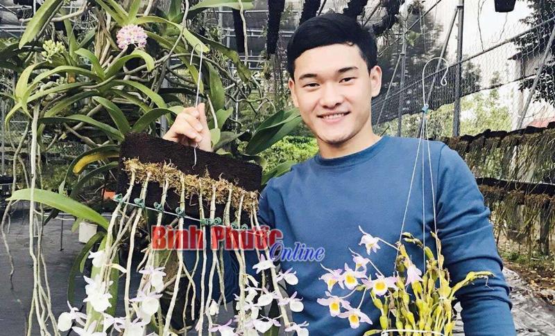 Hình ảnh minh họa cách chăm sóc lan hoàng thảo vôi, chú ý ánh sáng và nước tưới đúng cách